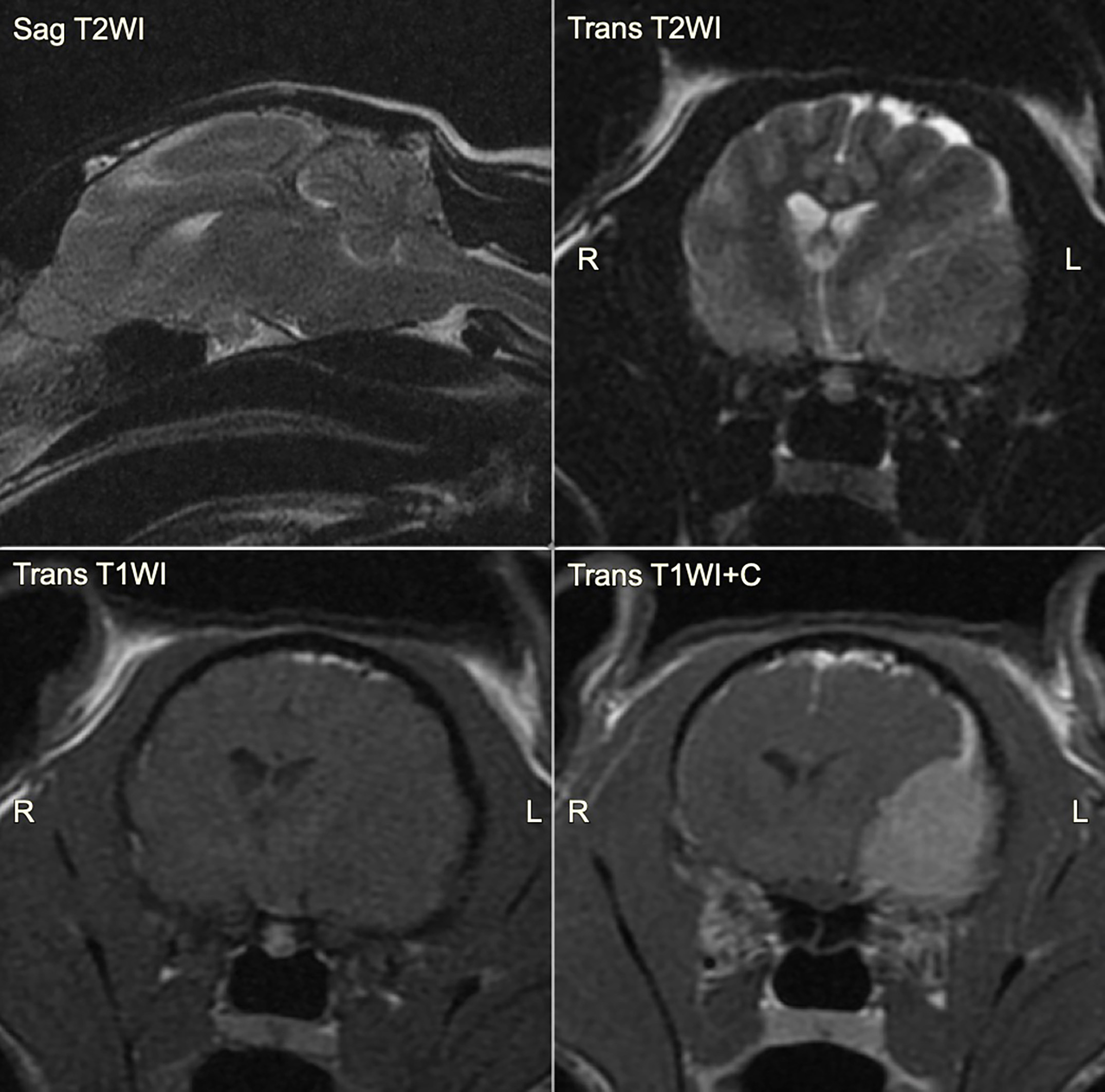 Quiz Brain Tumors in Dogs & Cats Clinician's Brief